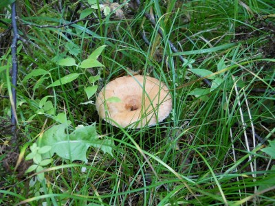 DSCN0342.jpg