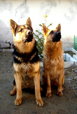 собаки.JPG