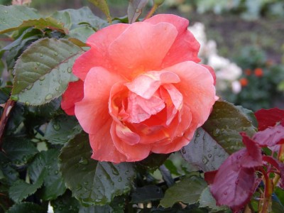 DSCN0104.JPG (133.04 КБ) 8113 просмотров DSCN0104.JPG