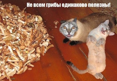 2.jpg (160.17 КБ) 6240 просмотров 2.jpg