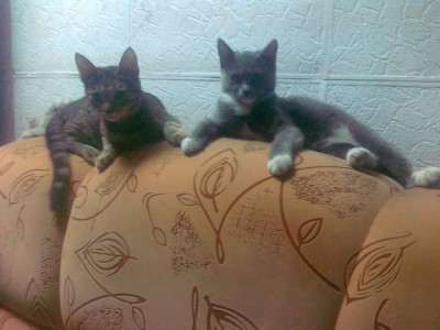 12112013850.jpg (110.53 КБ) 4737 просмотров 12112013850.jpg