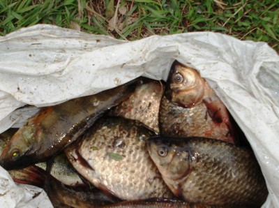 DSC09001_.JPG (156.21 КБ) 12196 просмотров DSC09001_.JPG