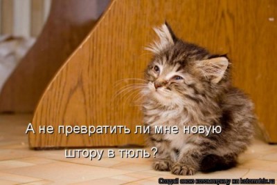 кот.jpg (35.79 КБ) 5512 просмотров кот.jpg