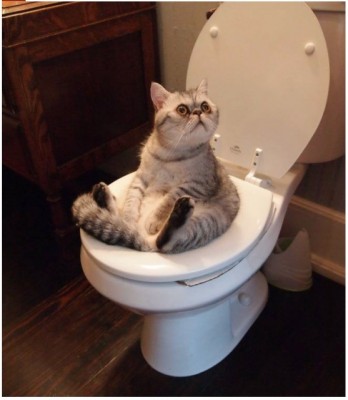 image.jpg (67.79 КБ) 5302 просмотра image.jpg