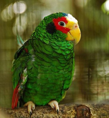 getImage-57.jpeg (36.09 КБ) 5499 просмотров getImage-57.jpeg