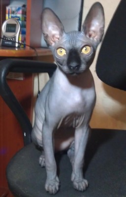 Марсик.jpg (50.91 КБ) 16608 просмотров Марсик.jpg