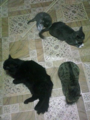 IMG_20141203_232702.jpg (87.61 КБ) 16603 просмотра IMG_20141203_232702.jpg