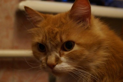 DSC02249.JPG (102.05 КБ) 16669 просмотров DSC02249.JPG