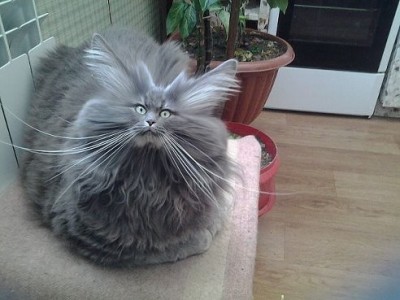 getImage.jpeg (40.27 КБ) 7248 просмотров getImage.jpeg