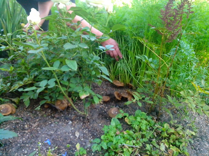 грибы на даче 2.jpg (2.21 МБ) 11126 просмотров грибы на даче 2.jpg