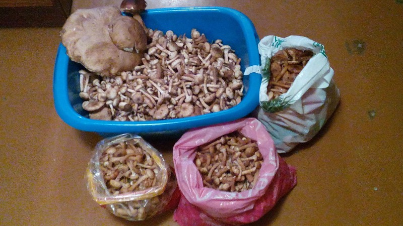 IMG_20150830_192715.jpg (3.27 МБ) 8944 просмотра IMG_20150830_192715.jpg