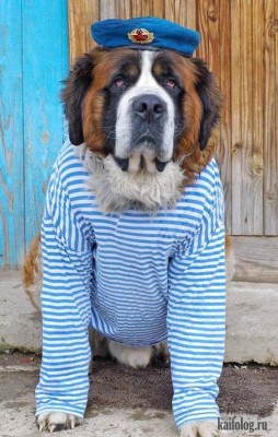 вдв1_050.jpg