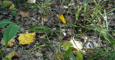 DSCN1182.JPG (217.92 КБ) 7933 просмотра DSCN1182.JPG