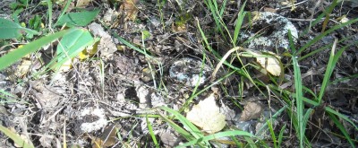 DSCN1184.JPG (215.49 КБ) 7905 просмотров DSCN1184.JPG