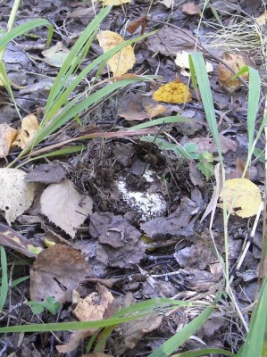 DSCN1183.JPG (277.38 КБ) 7917 просмотров DSCN1183.JPG