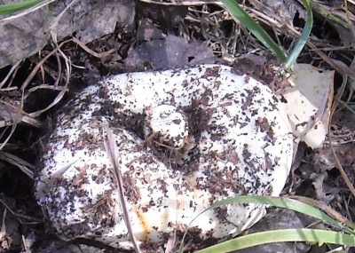 DSCN1185.JPG (198.55 КБ) 7933 просмотра DSCN1185.JPG