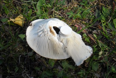 DSCN1181.JPG (264.79 КБ) 7904 просмотра DSCN1181.JPG