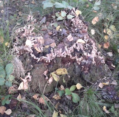 2012-09-03 10.13.45.jpg (339.91 КБ) 7850 просмотров 2012-09-03 10.13.45.jpg