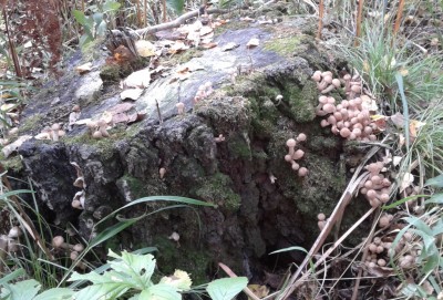 2012-09-03 12.21.01.jpg (421.3 КБ) 7862 просмотра 2012-09-03 12.21.01.jpg