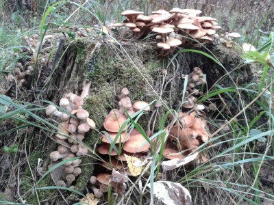 2012-09-03 12.28.59.jpg (464.85 КБ) 7878 просмотров 2012-09-03 12.28.59.jpg